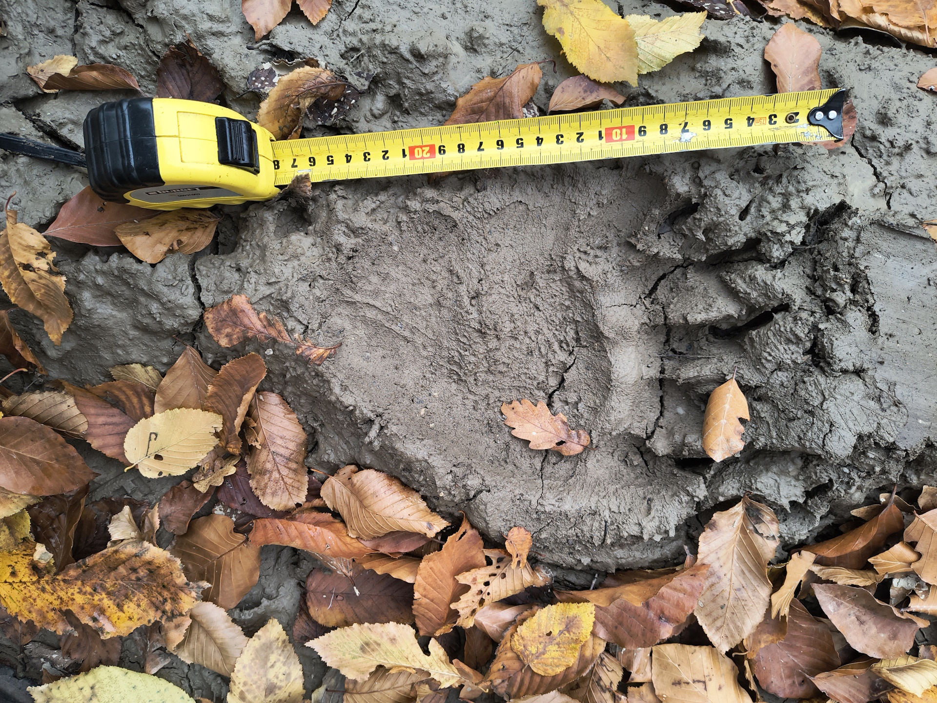 Barna medve friss lábnyoma_Demeter Zoltán_BNPI_felvétele_1920.jpg